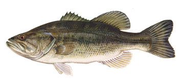 Bluegill - Delaware Fish Facts